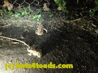 /home//u458753944/public_html/sourcegallery///Roxborough Toad Detour/2013-2019/2016/2016-04-26/P4260227.JPG